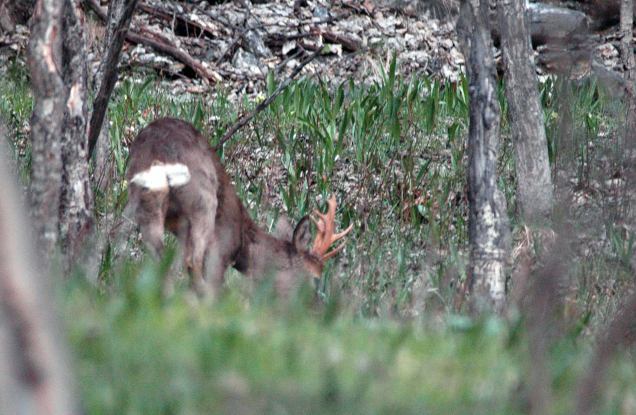 Il Capriolo